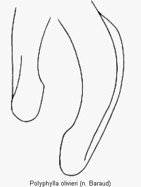 polyphylla_olivieri_pm.gif