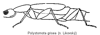 polystomota_grisea_sa.gif