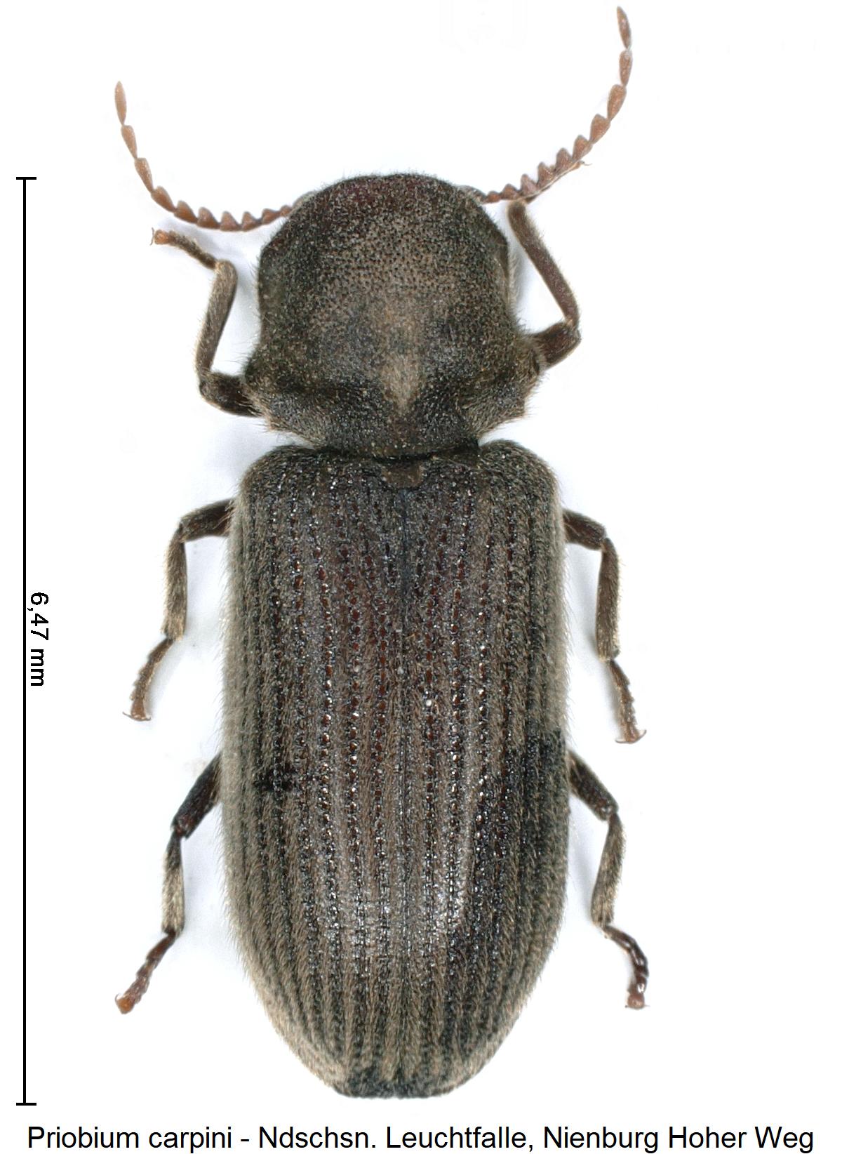 priobium_carpini_hab1.jpg