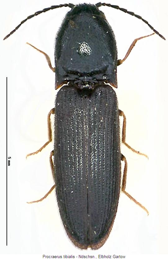 procraerus_tibialis_hab.jpg