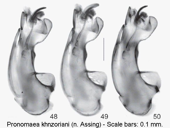 pronomaea_khnzoriani.gif