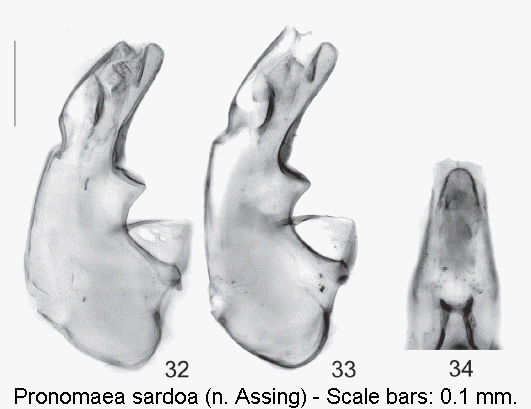 pronomaea_sardoa.gif