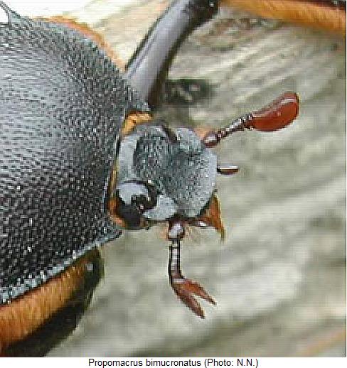 propomacrus_bimucronatus_k.jpg