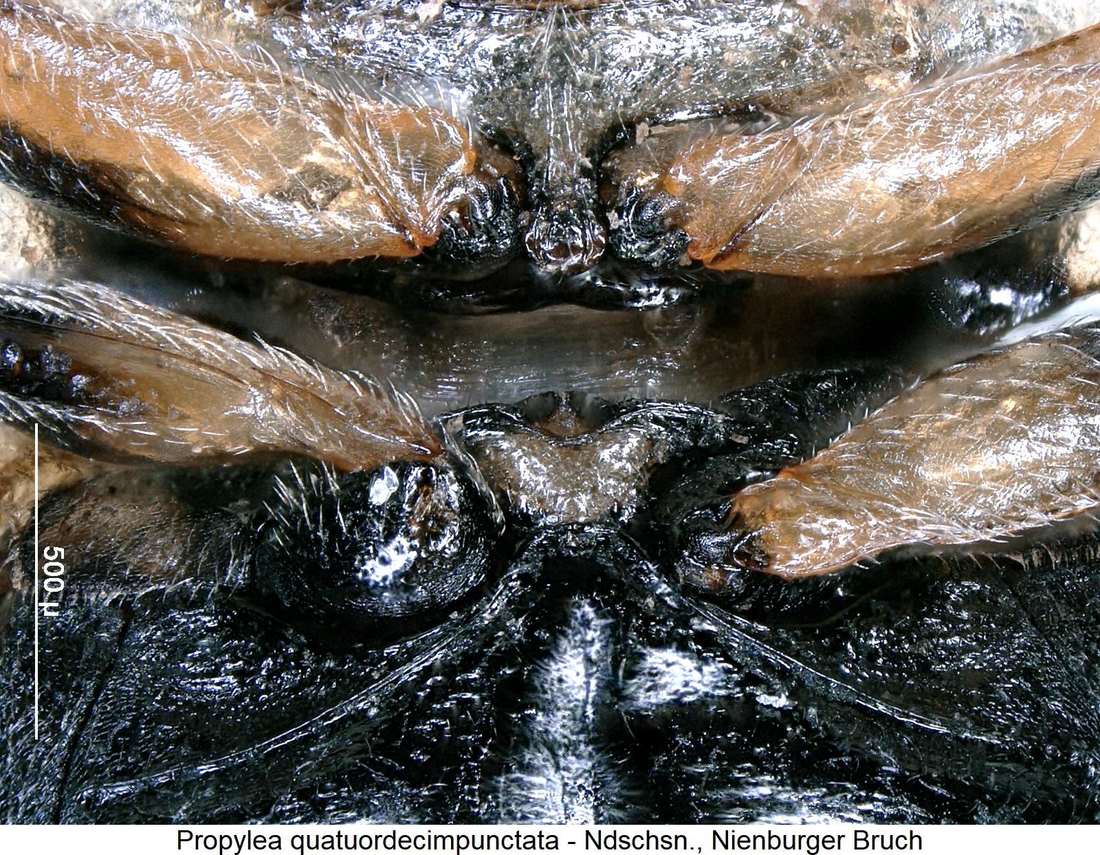 propylea_quatuordecimpunctata_mbr.jpg