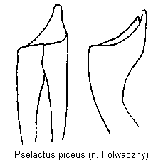 pselactus_piceus.gif