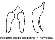 pselactus_sulcipennis.gif