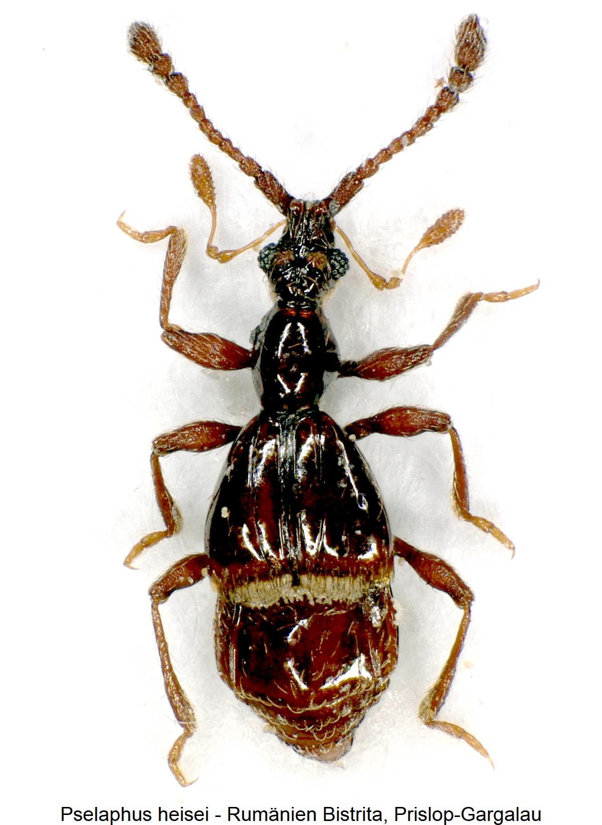 pselaphus_heisei_hab.jpg