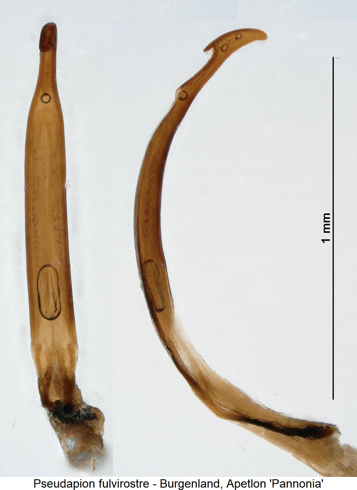pseudapion_fulvirostre.jpg