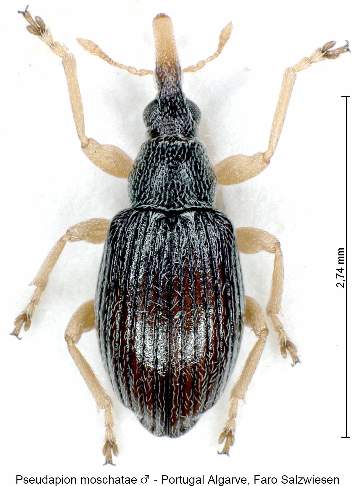 pseudapion_moschatae_m_hab.jpg