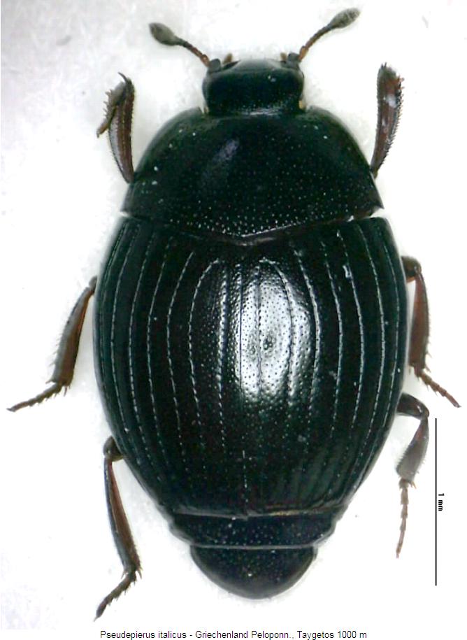 pseudepierus_italicus_hab.jpg