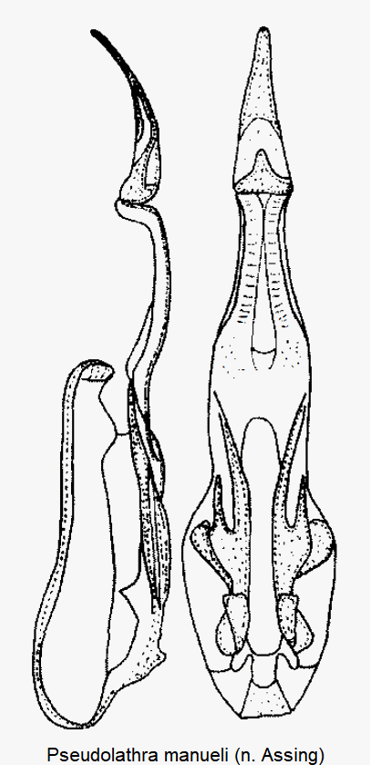 pseudolathra_manueli.gif