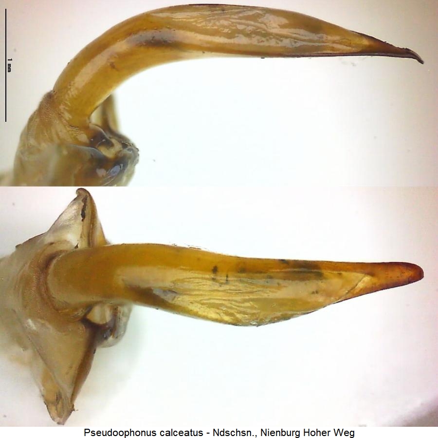 pseudoophonus_calceatus.jpg