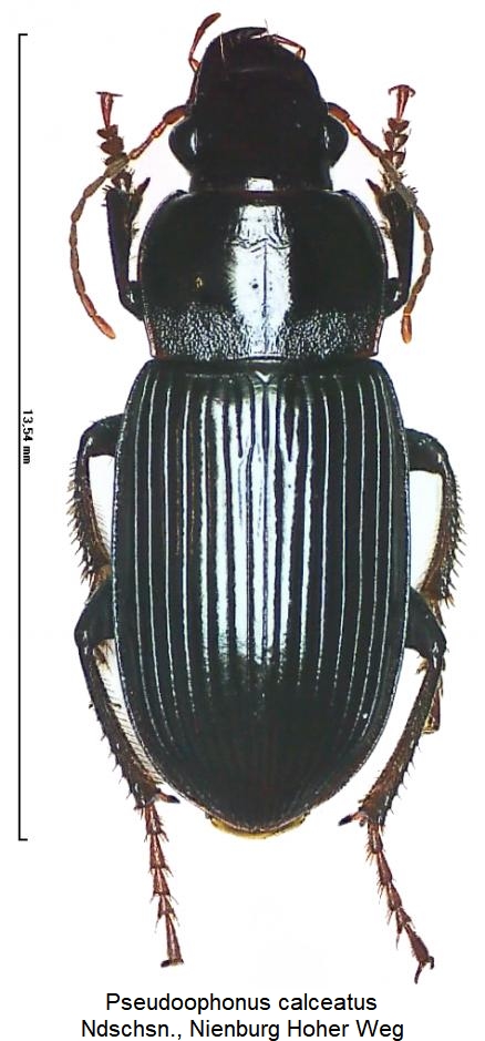 pseudoophonus_calceatus_hab.jpg