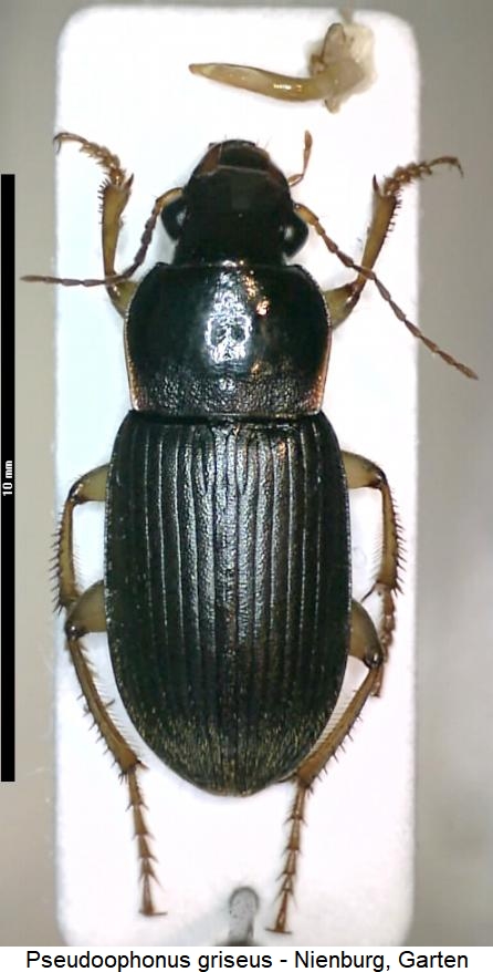 pseudoophonus_griseus_hab.jpg
