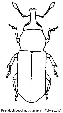 pseudophloeophagus_tenax_hab.gif