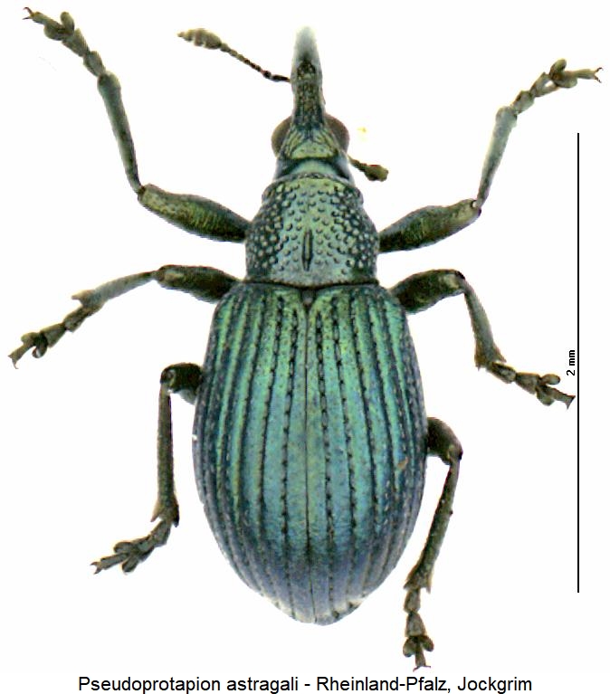 pseudoprotapion_astragali_hab.jpg