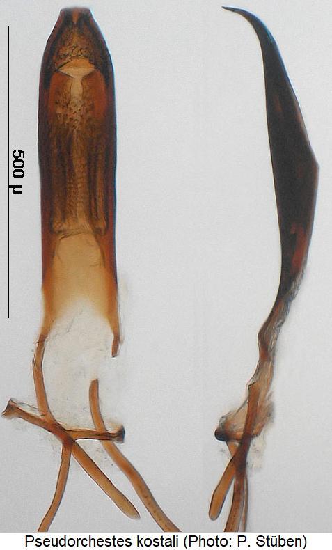 pseudorchestes_kostali.jpg