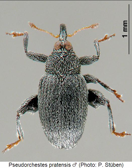 pseudorchestes_pratensis_m_hab.jpg