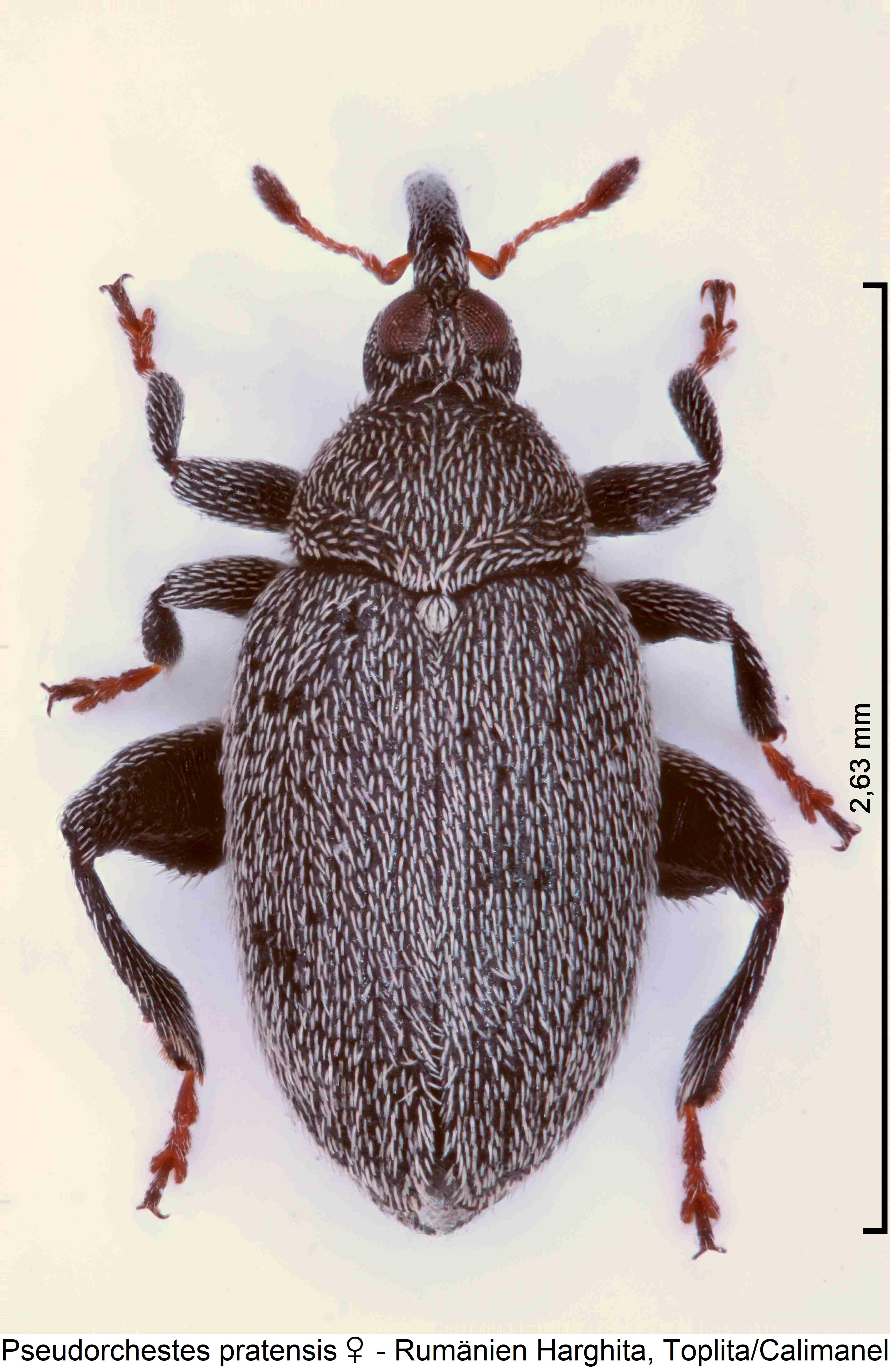 pseudorchestes_pratensis_w_hab.jpg