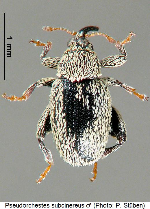 pseudorchestes_subcinereus_m_hab.jpg