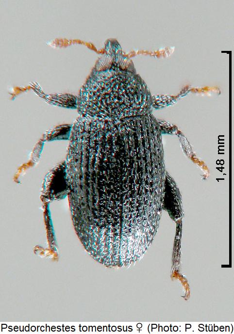 pseudorchestes_tomentosus_w_hab.jpg