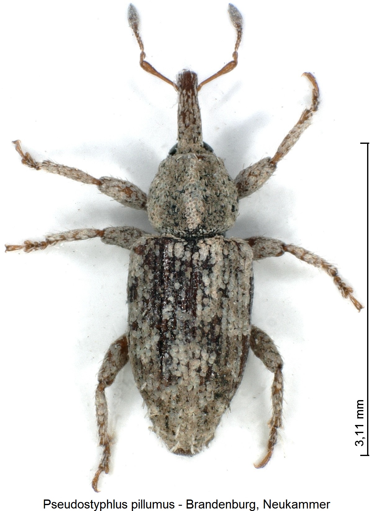 pseudostyphlus_pillumus_hab.jpg