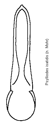 psylliodes_isatidis.gif