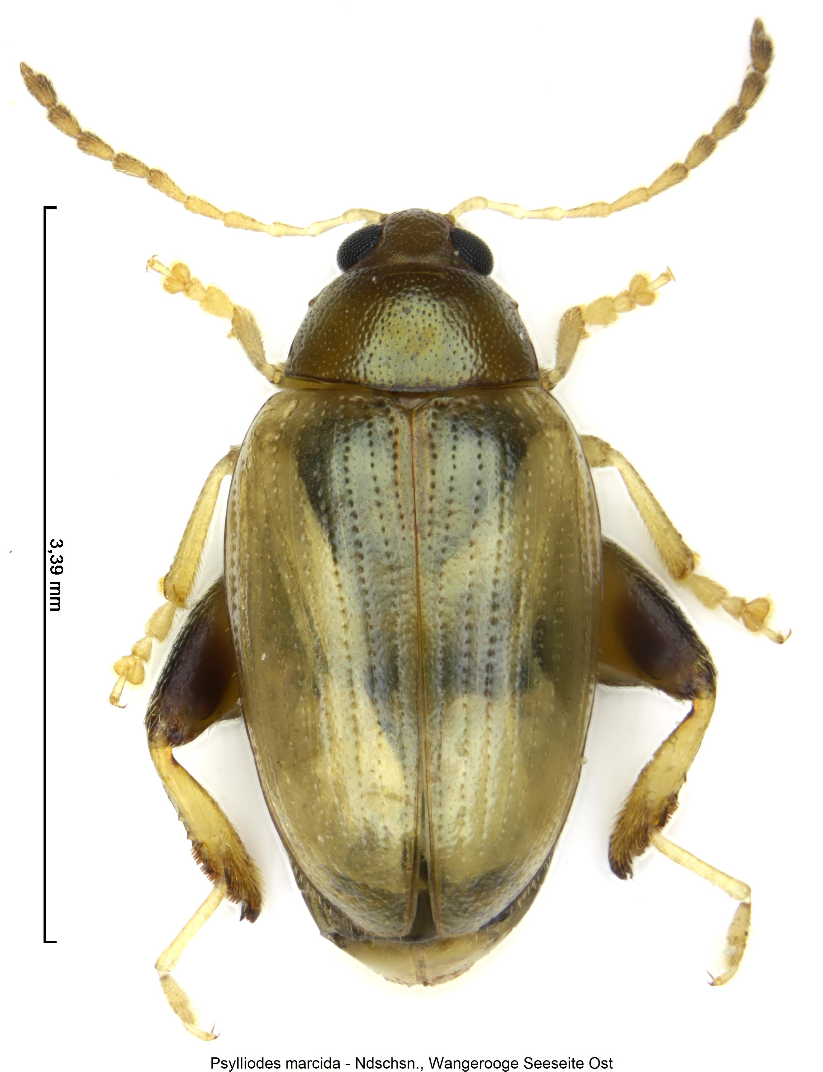 psylliodes_marcida_hab.jpg