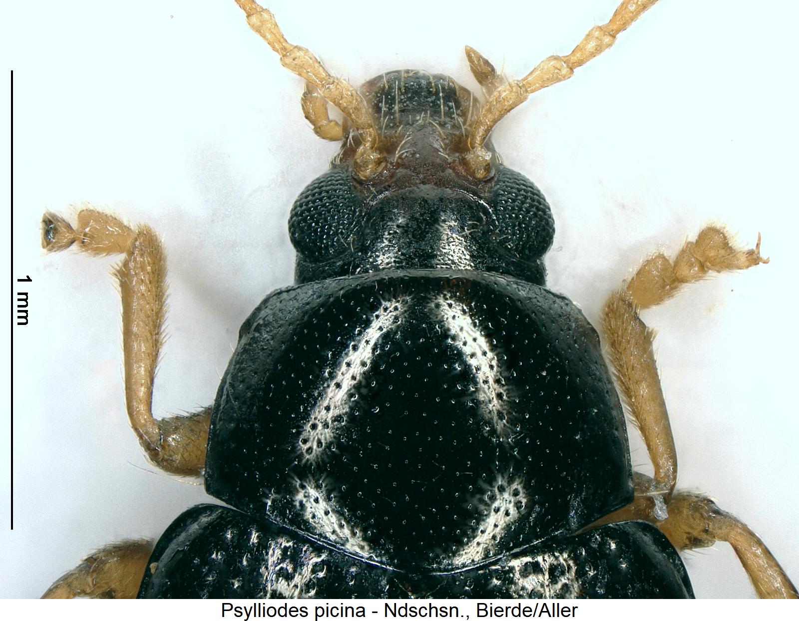 psylliodes_picina_vk.jpg