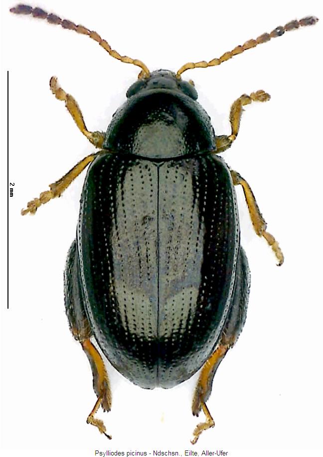 psylliodes_picinus_hab.jpg
