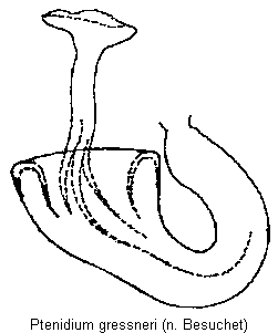 ptenidium_gressneri_sperm.gif