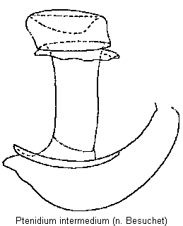 ptenidium_intermedium_sperm.gif