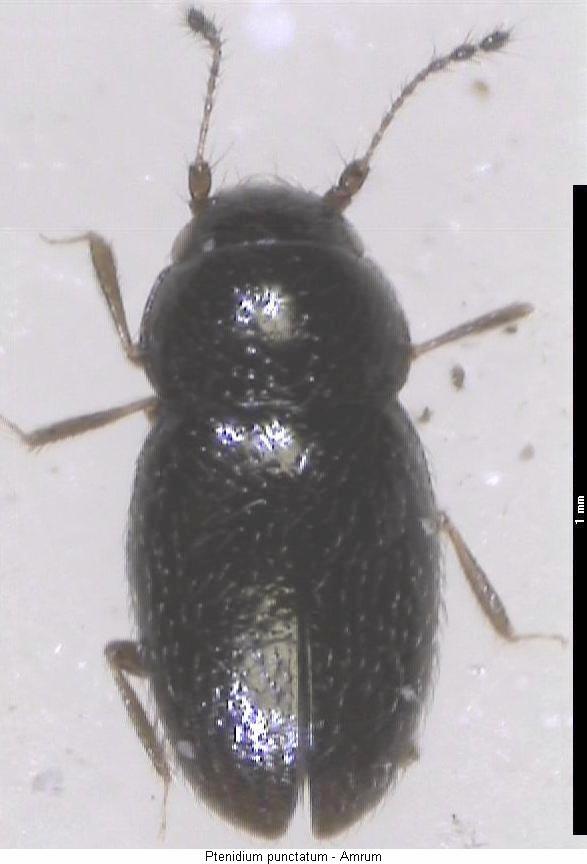 ptenidium_punctatum_hab.jpg