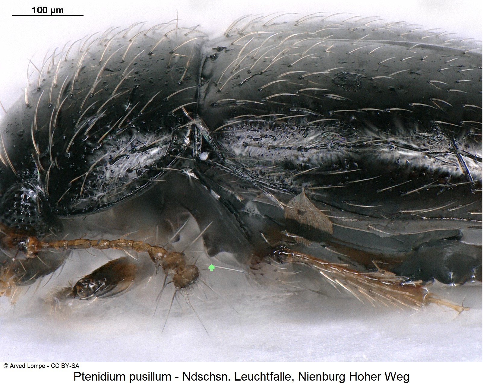 ptenidium_pusillum_ck36057526_sa.jpg