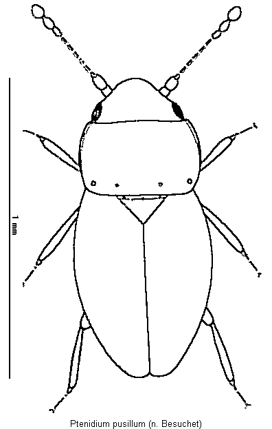 ptenidium_pusillum_hab.gif