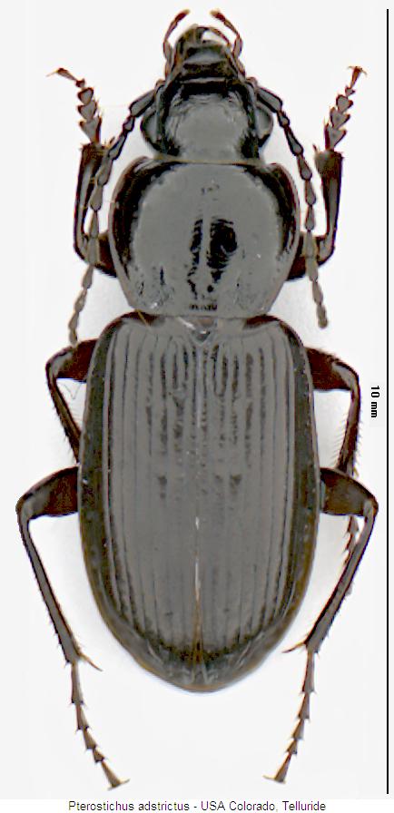 pterostichus_adstrictus_hab.jpg
