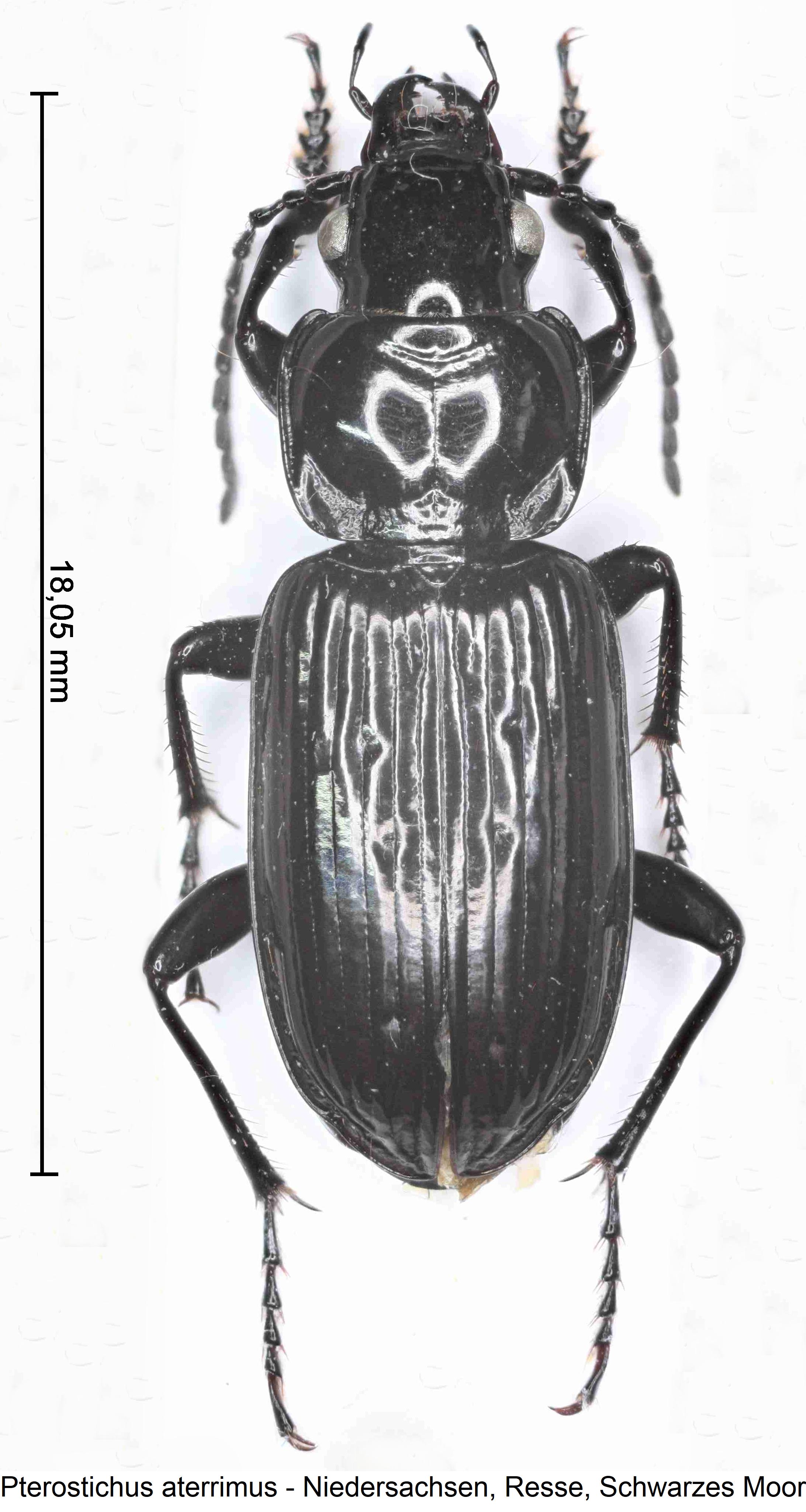 pterostichus_aterrimus_hab.jpg