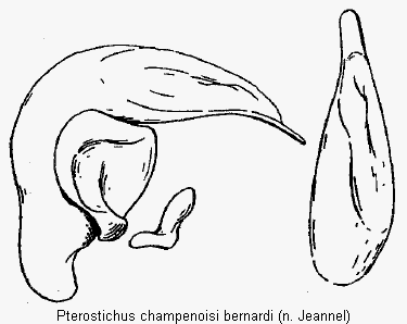 pterostichus_bernardi.gif