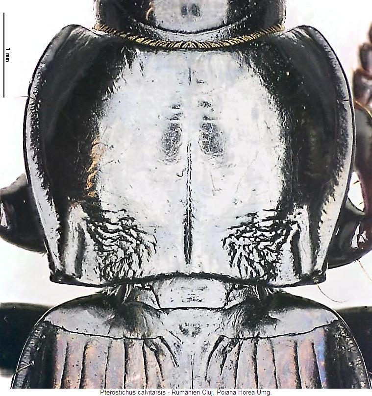 pterostichus_calvitarsis_hsch.jpg