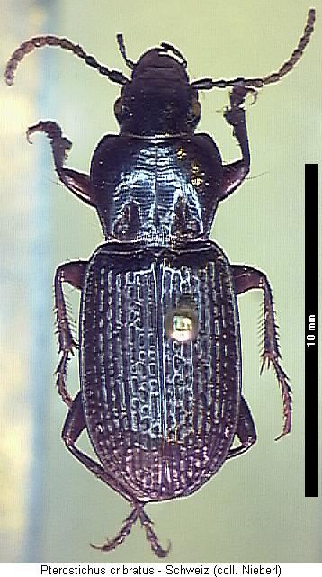 pterostichus_cribratus_hab.jpg