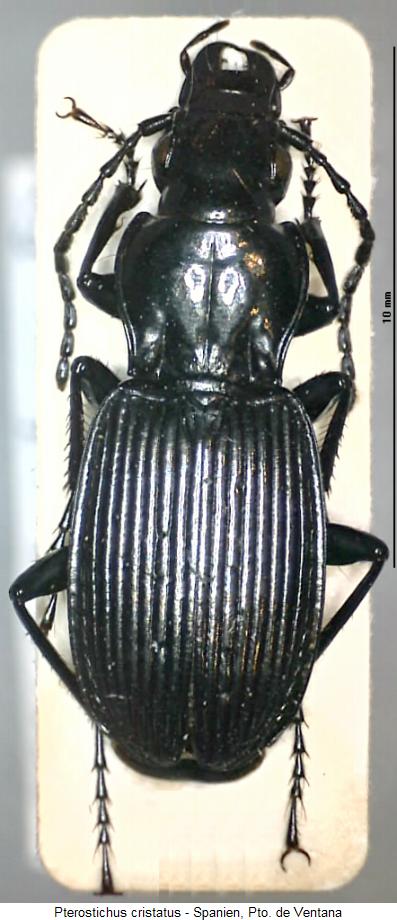 pterostichus_cristatus_hab.jpg