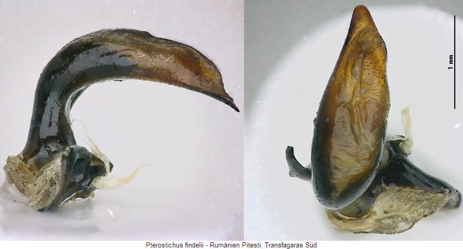 pterostichus_findelii.jpg