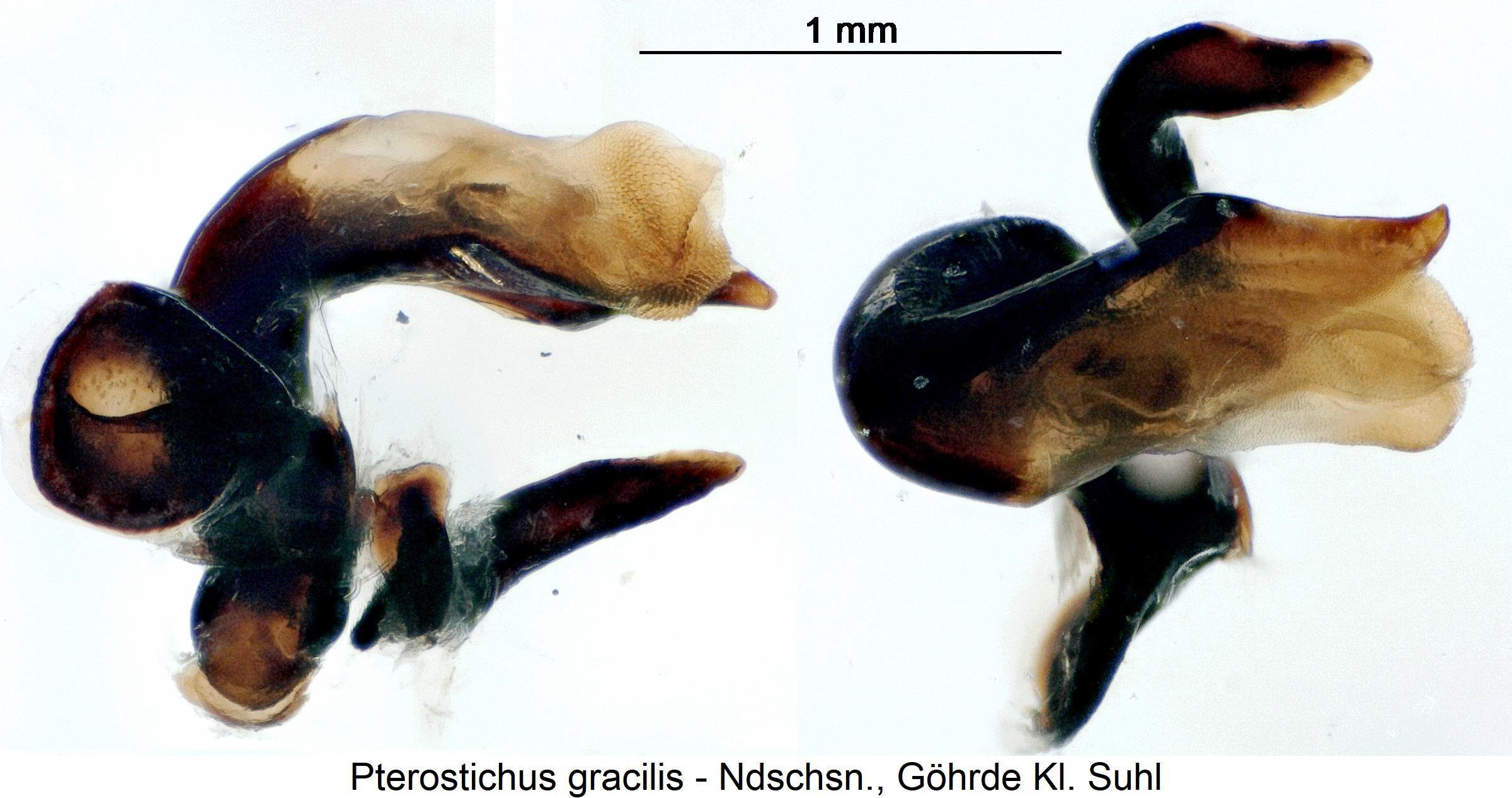 pterostichus_gracilis.jpg