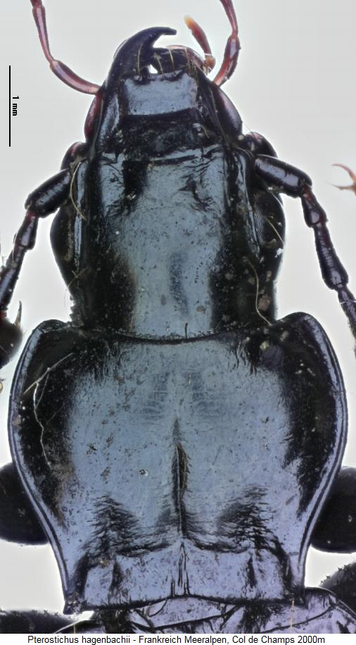 pterostichus_hagenbachii_vk.jpg