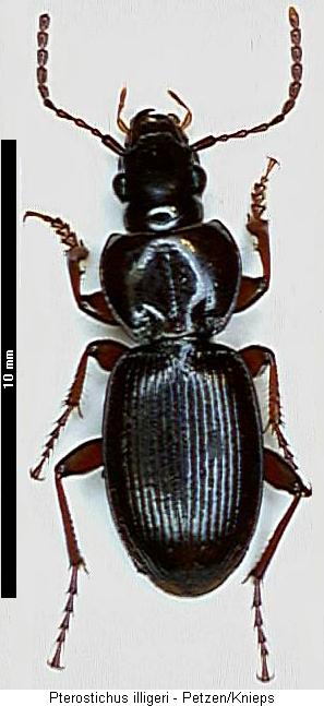 pterostichus_illigeri_hab.jpg