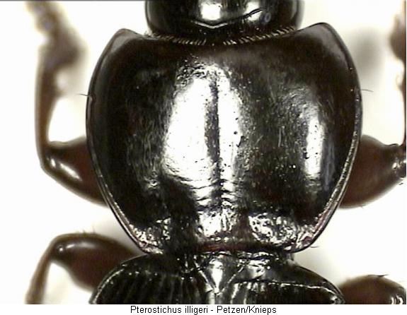 pterostichus_illigeri_vk.jpg