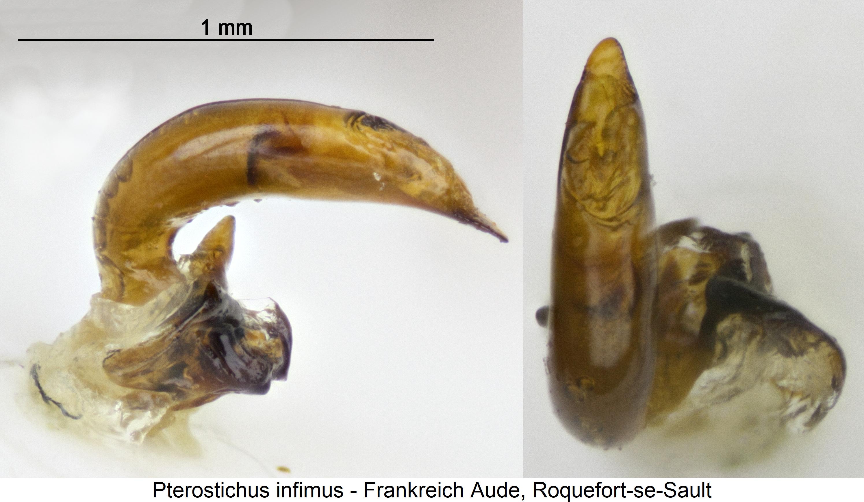 pterostichus_infimus.jpg