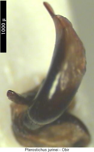 pterostichus_jurinei.jpg