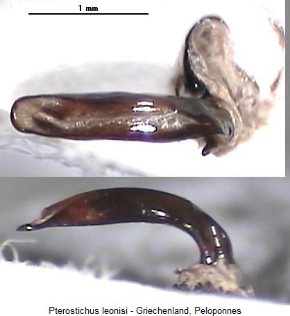 pterostichus_leonisi.jpg