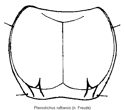 pterostichus_rufitarsis_hsch.gif